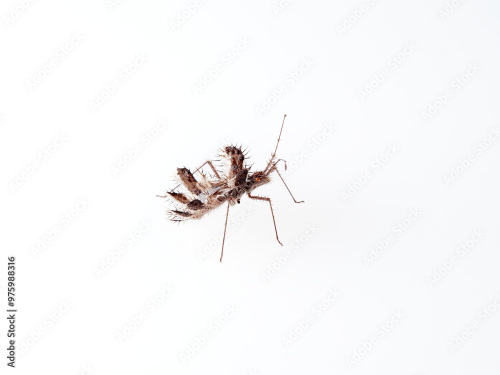 The golden egg bug in a white background. Phyllomorpha laciniata. The golden egg bug in a white background. Phyllomorpha laciniata.