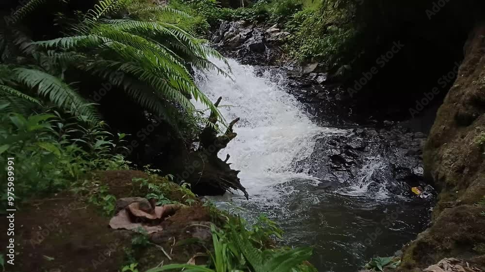 River in the tropical forest