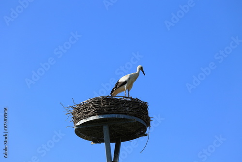 Ein Weißstorch schaut von seinem Nest herunter photo