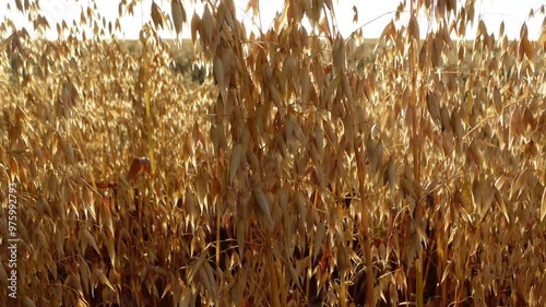 Oats closeup in field before harvesting.  Panning shot.