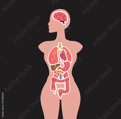 Human people anatomy internal organs system banner poster scheme. Medicine education concept. Vector flat cartoon isolated graphic design illustration