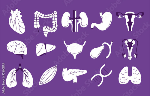 Human internal organs doodle line art style isolated set. Vector graphic design element illustration