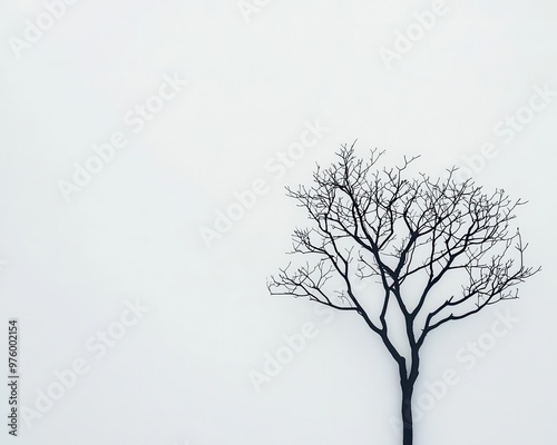 A single tree silhouette against a white backdrop, its shadow forming clean, geometric shapes tree silhouette, shadow, minimalist