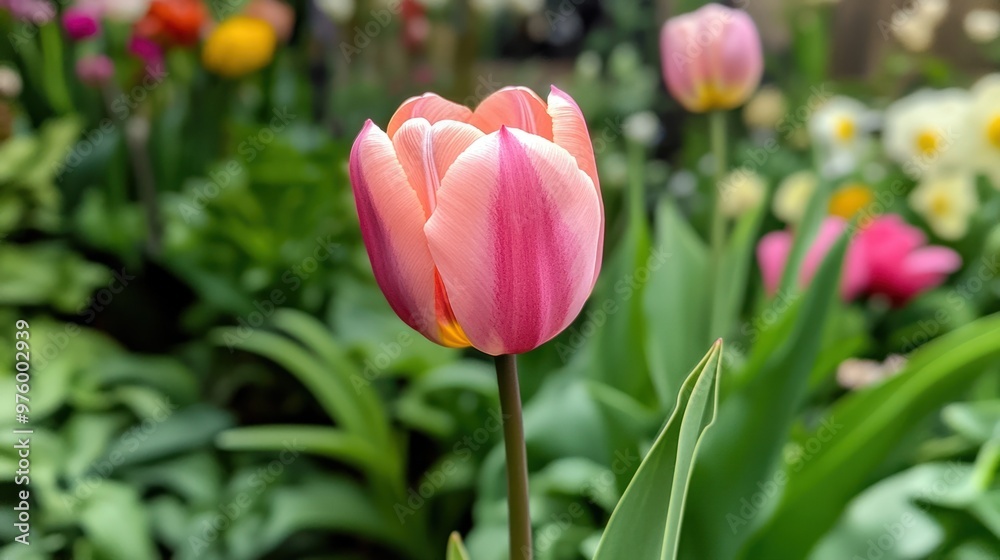 A vibrant pink tulip blooming in a garden, with green leaves and flowers in the background A vibrant pink tulip blooming in a garden, with green leaves and flowers in the background