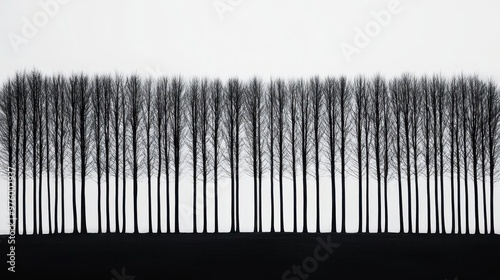 A forest of tree silhouettes in black and white, their shadows blending into a simple, minimalist scene forest, shadow, minimalist silhouette