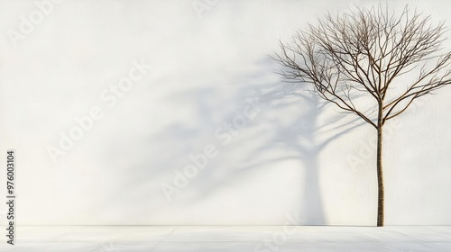 A tall tree with no leaves, its shadow stretching across a concrete surface in minimalist style tree silhouette, shadow, minimalist