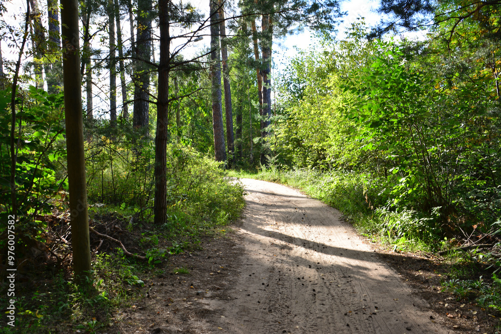 Fototapeta premium an empty road with sunlight and trees on the side in the pine forest