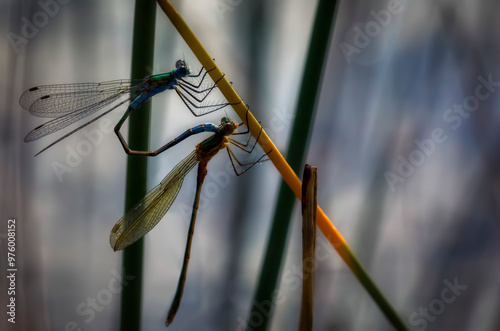 Close-Up of Male and Female Emerald Damselflies (Lestes Sponsa) Mating on a Straw photo