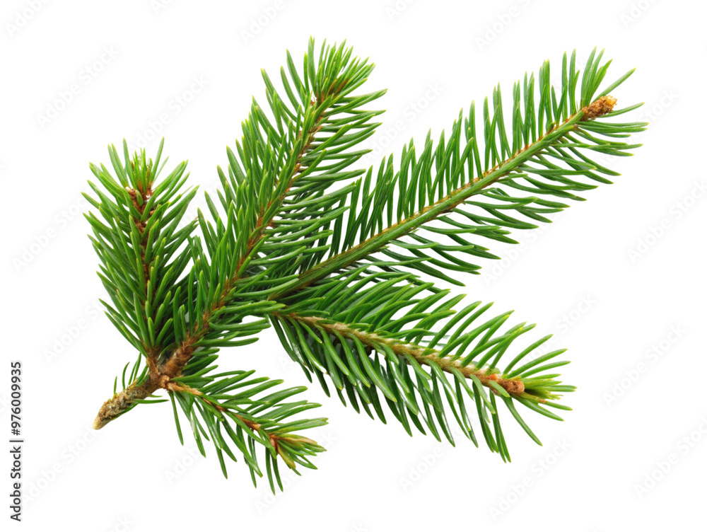 Close-up Christmas tree branch on a transparent background. Close-up Christmas tree branch on a transparent background.