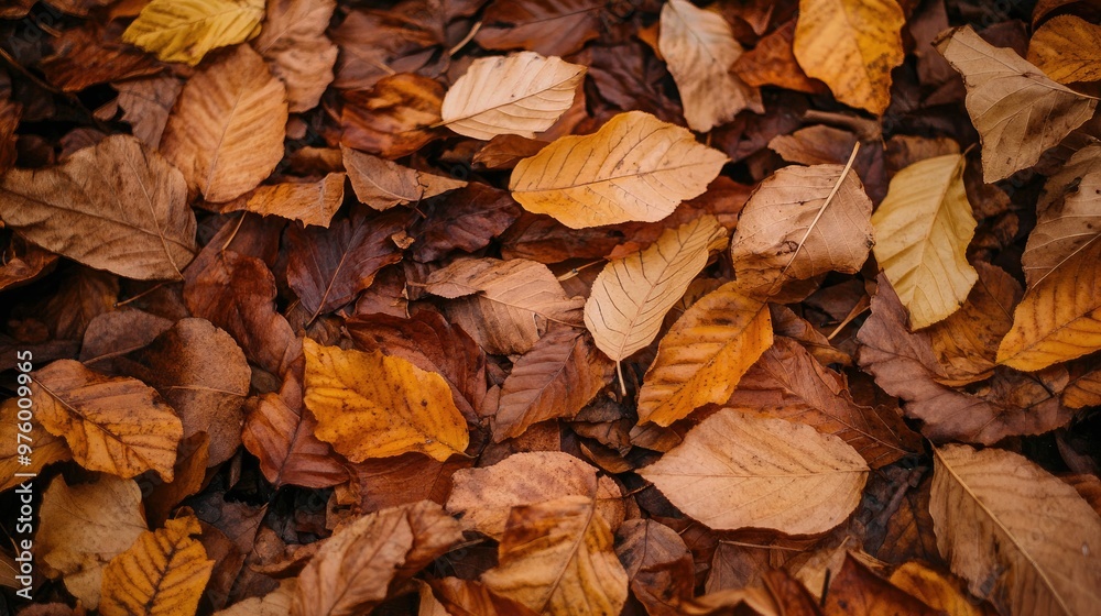 A close-up view of a ground covered in fallen autumn leaves, showcasing a variety of shades of brown, orange, and yellow. A close-up view of a ground covered in fallen autumn leaves, showcasing a variety of shades of brown, orange, and yellow.