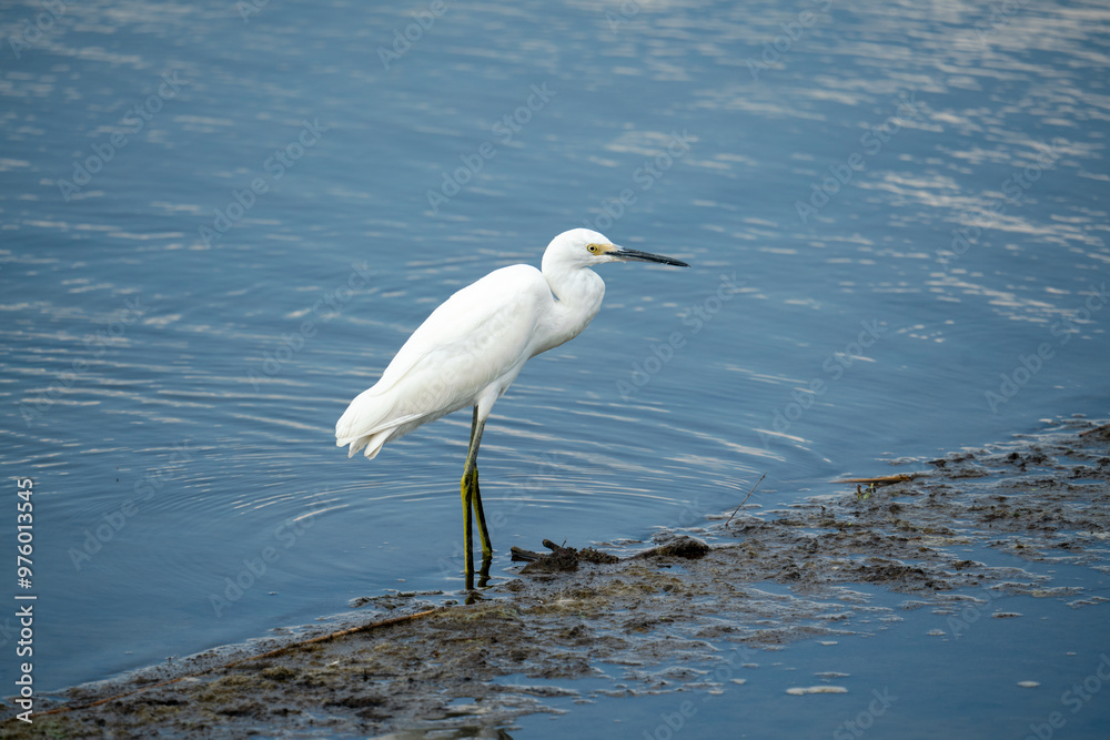 Snow Egret Snow Egret