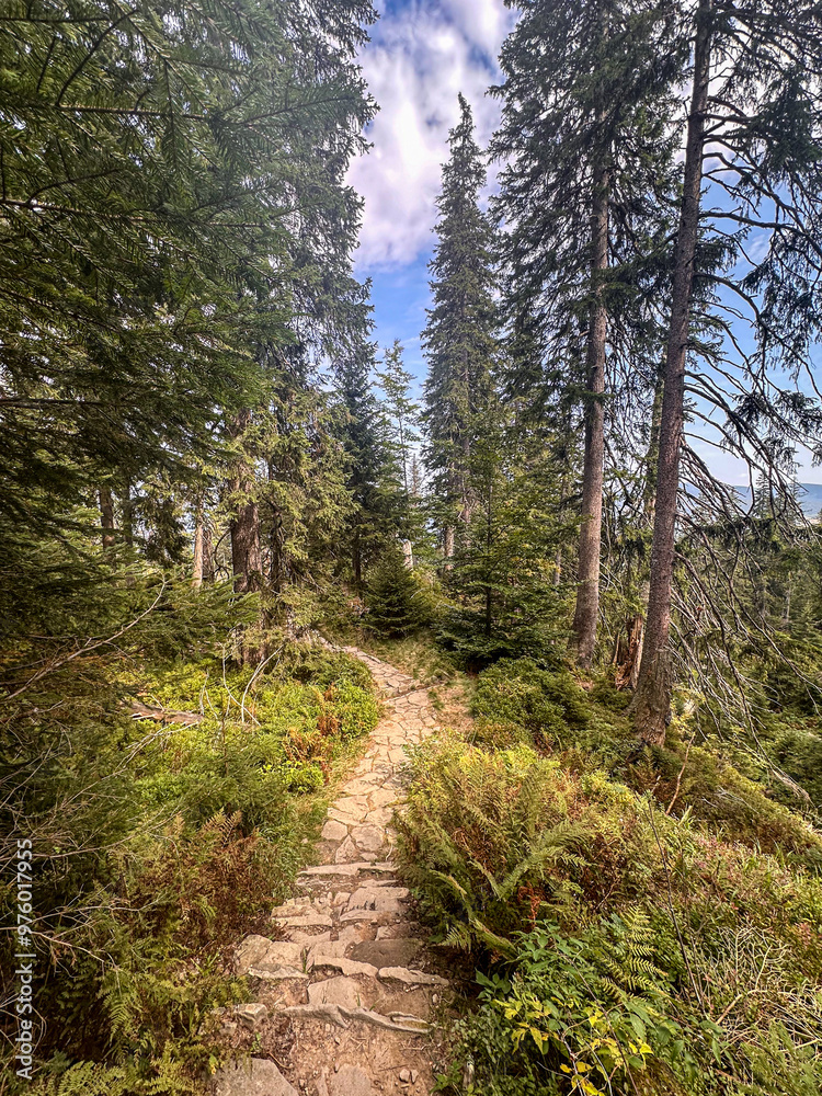 Mountain Trail in Mid-Summer - Hiking Through Beautiful Natural Scenery Mountain Trail in Mid-Summer - Hiking Through Beautiful Natural Scenery