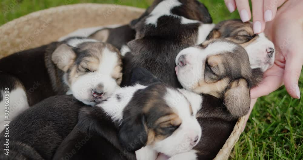 The owner of the puppies gently touches his pets, who are napping in a basket The owner of the puppies gently touches his pets, who are napping in a basket
