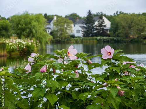 Pink Hibiscus in Bloom by a pond in a neighborhood in Ashburn, Virginia. photo