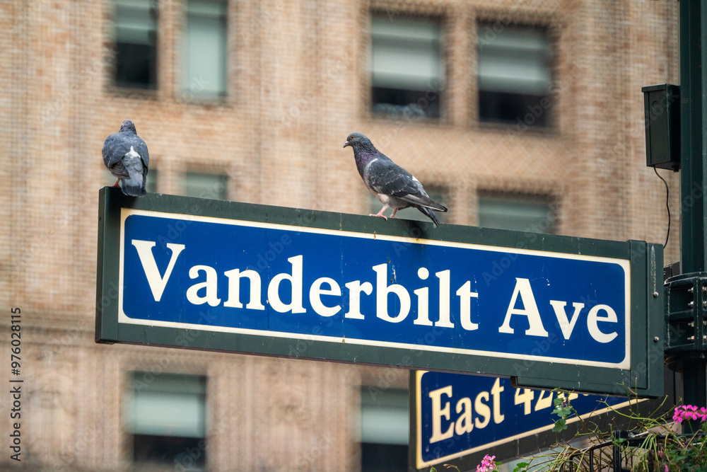 Obraz premium Two pigeons