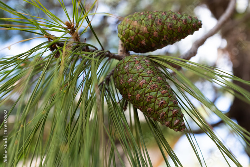 Background from young pine needles with cones, close-up. Green pine branches for publication, poster, calendar, post, screensaver, wallpaper, cover. Evergreen concept. High quality photo