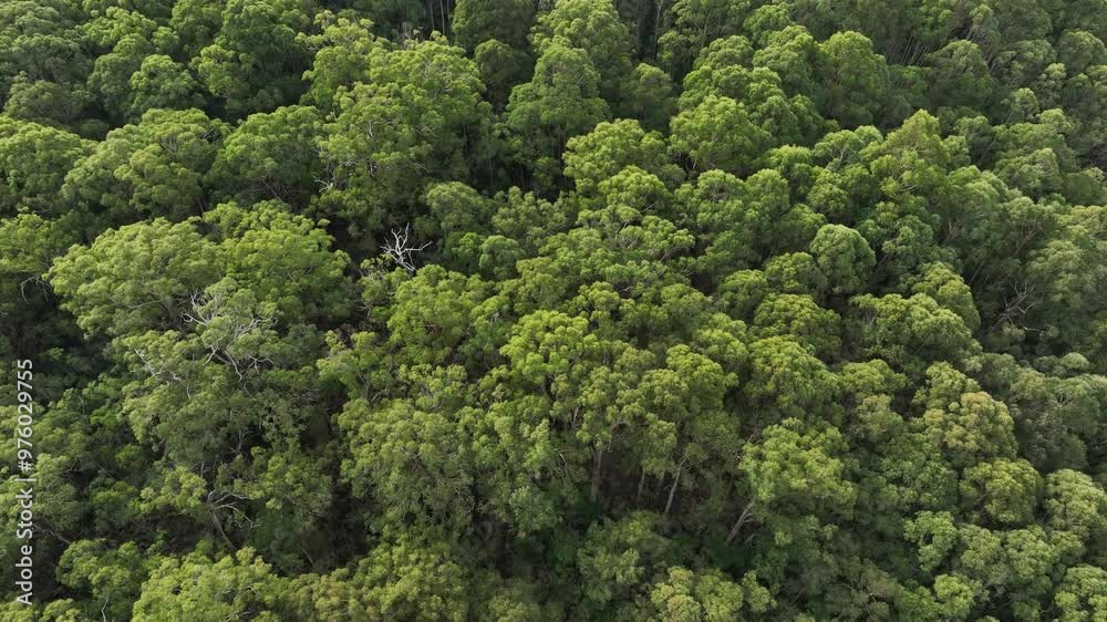flying over a plantation of trees, in a forestry farm, in the bush in the mountains flying over a plantation of trees, in a forestry farm, in the bush in the mountains