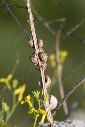 Escargot du midi; theba pisana photo