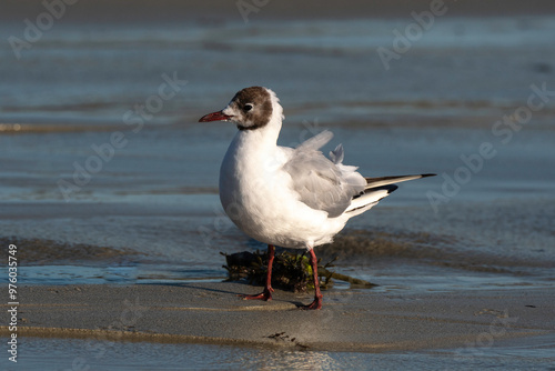 Mouette rieuse,.Chroicocephalus ridibundus, Black headed Gull