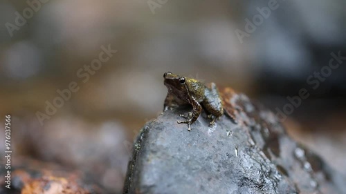 Dancing frog from Agumbe rainforest photo