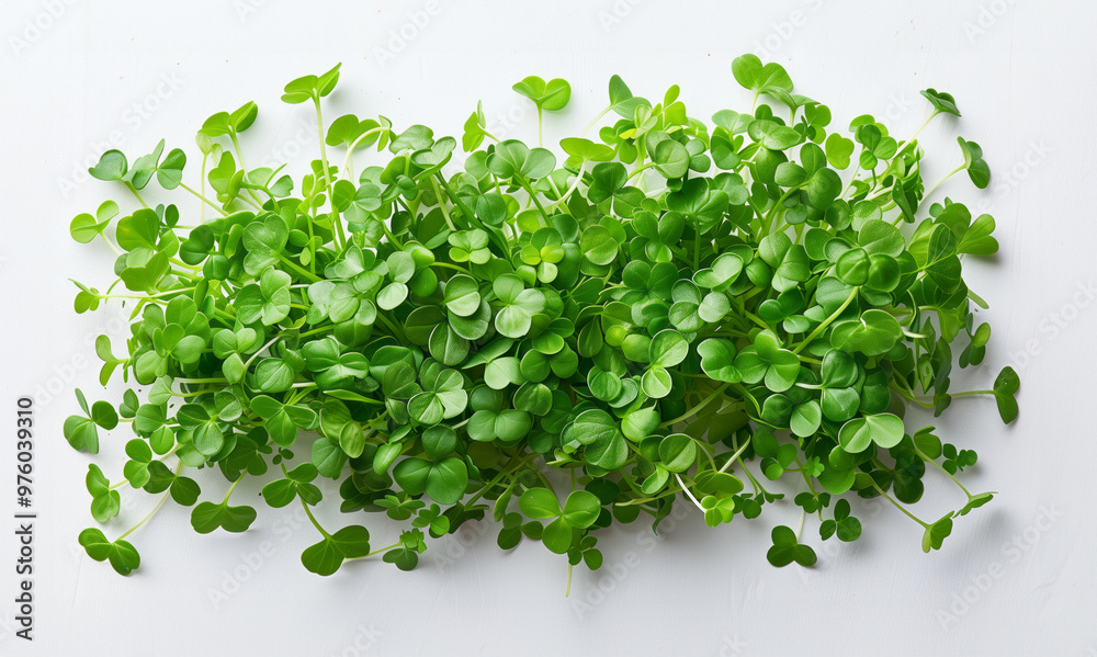Obraz premium Fresh radish microgreens, isolated on white background.