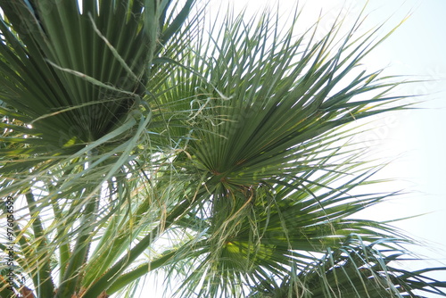 The Arecaceae is a family of perennial, flowering plants in the monocot order Arecales. Washingtonia robusta, known by common name as the Mexican fan palm, Mexican washingtonia, or skyduster photo