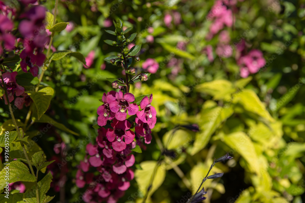 flowers in the garden flowers in the garden