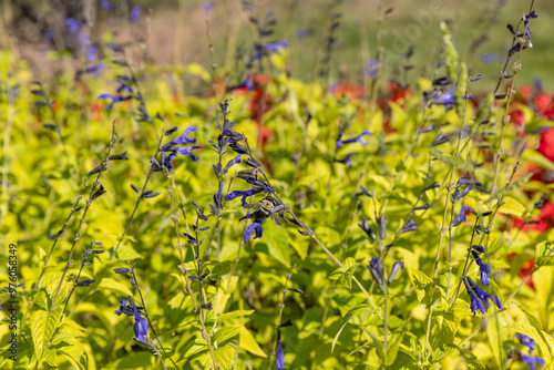 Bumble bee on prairie