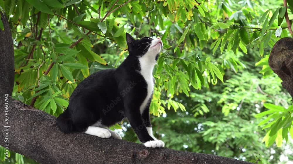 A mischievous black and white stray cat sits looking at the surroundings on a branch tree in the park of temple of Thailand. A mischievous black and white stray cat sits looking at the surroundings on a branch tree in the park of temple of Thailand.