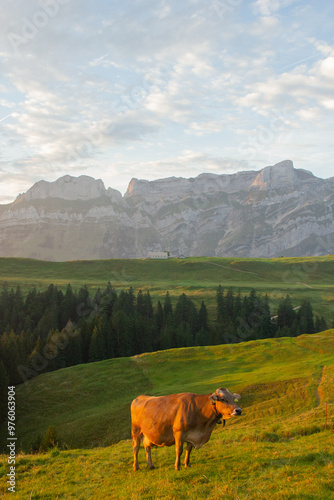 cow in the mountains