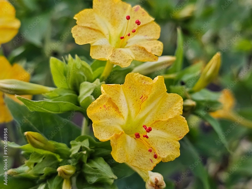 yellow maple leaf,flowers in the garden yellow maple leaf,flowers in the garden