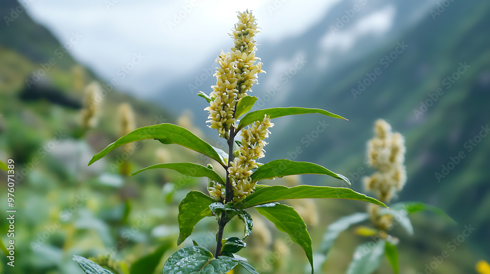 A detailed shot of a Himalayan medicinal plant with medicinal properties, growing among other flora in the high-altitude environment A detailed shot of a Himalayan medicinal plant with medicinal properties, growing among other flora in the high-altitude environment