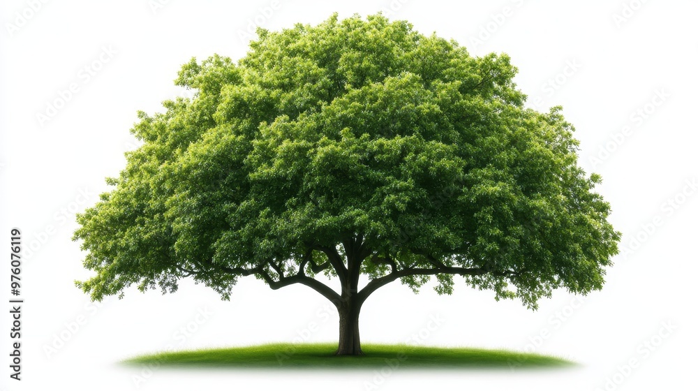 A majestic, solitary green tree with a wide canopy, symbolizing growth, life, nature, shade, and tranquility. Isolated on a white background for easy compositing. A majestic, solitary green tree with a wide canopy, symbolizing growth, life, nature, shade, and tranquility. Isolated on a white background for easy compositing.
