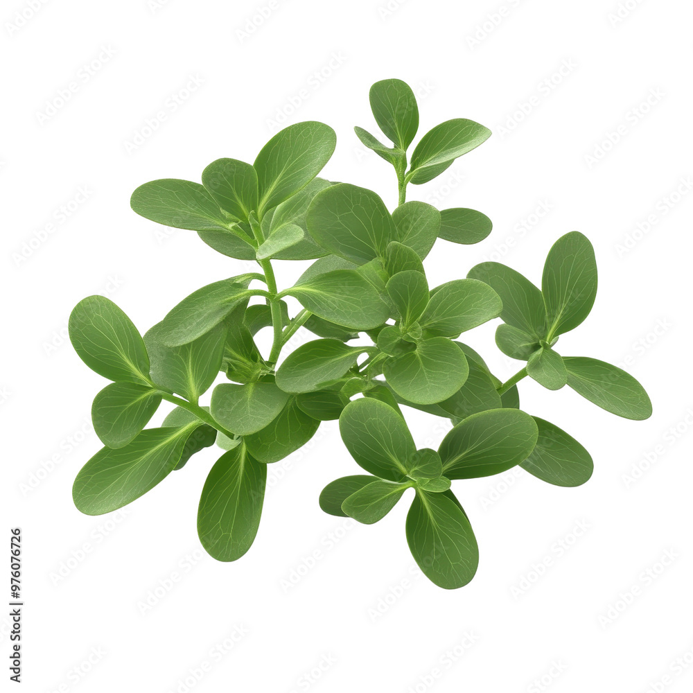 A vibrant green plant with lush leaves, perfect for adding freshness to any indoor or outdoor setting., isolated on a transparent background. A vibrant green plant with lush leaves, perfect for adding freshness to any indoor or outdoor setting., isolated on a transparent background.