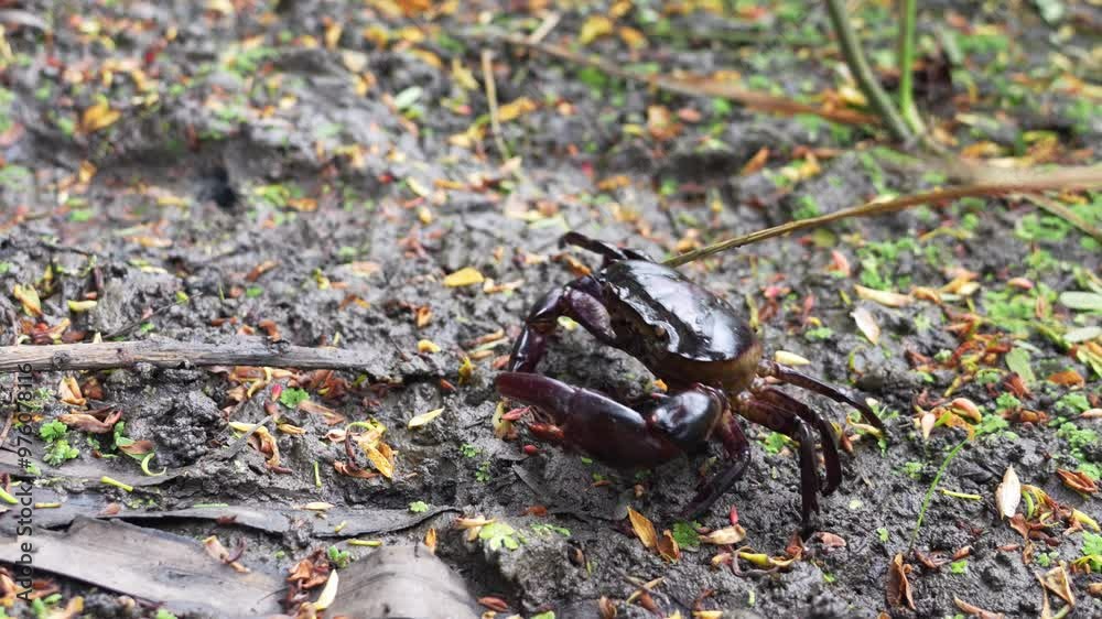 Ricefield crabs - Somanniathelphusa. A male Freshwater crab walks away ...