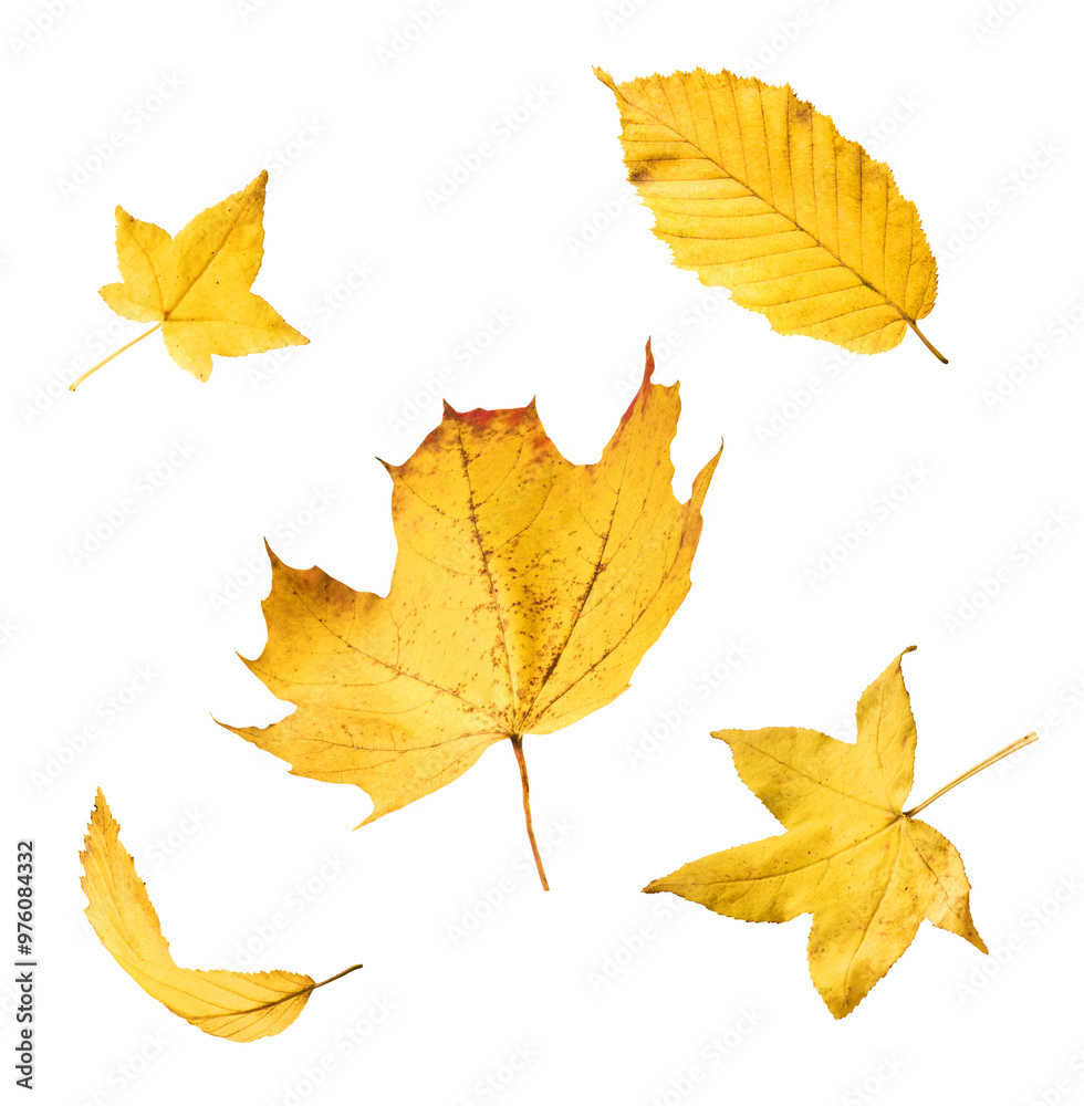 Beautiful bright colorful autumn leaves falling in the air isolated on white background. Zero gravity or levitation autumn conception. High resolution image. Beautiful bright colorful autumn leaves falling in the air isolated on white background. Zero gravity or levitation autumn conception. High resolution image.