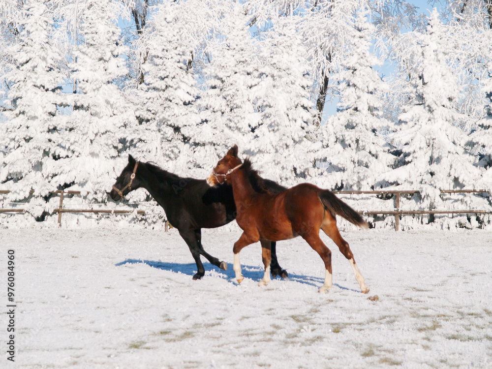 Beautiful sport horses foals running wild in snow on pasture through cold deep snowy winter