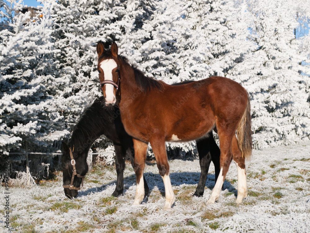Beautiful sport horses foals running wild in snow on pasture through cold deep snowy winter