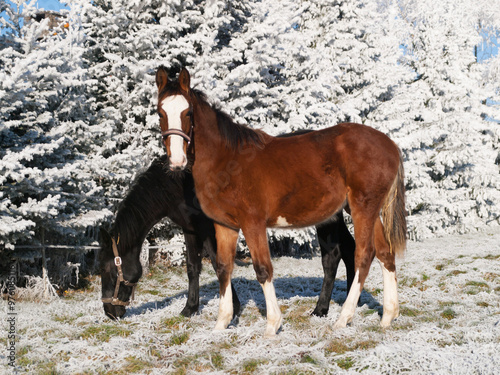 Obraz na płótnie Beautiful sport horses foals running wild in snow on pasture through cold deep snowy winter w salonie