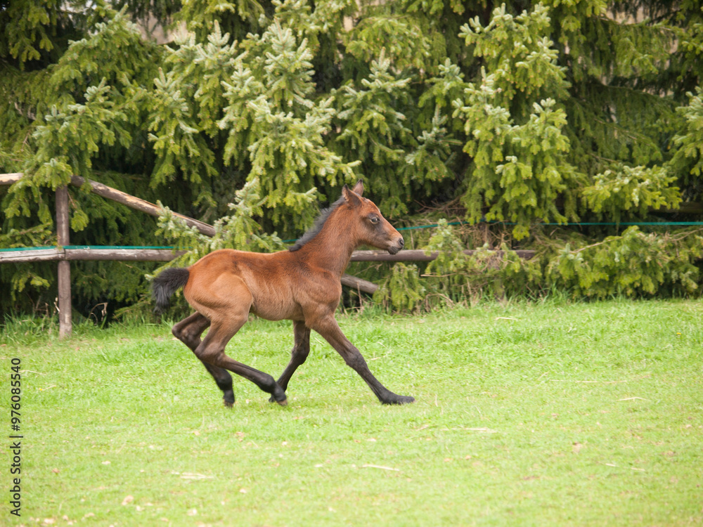 Portrair of cute one day old foal on green meadow in sunny spring day
