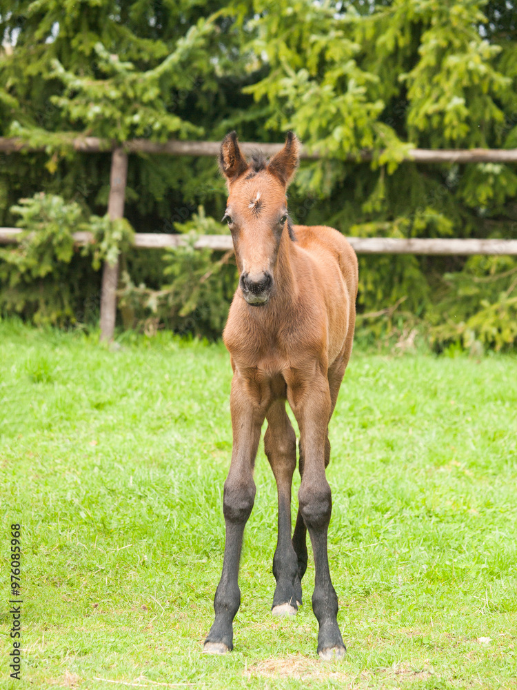 Portrair of cute one day old foal on green meadow in sunny spring day