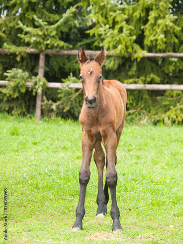Obraz na płótnie Portrair of cute one day old foal on green meadow in sunny spring day w salonie
