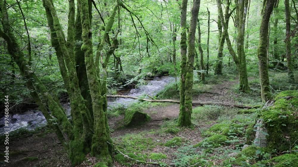 Cours d'eau du Caillot, au milieu d'une forêt dans le Morvan en Bourgogne, calme, zen et paisible Cours d'eau du Caillot, au milieu d'une forêt dans le Morvan en Bourgogne, calme, zen et paisible