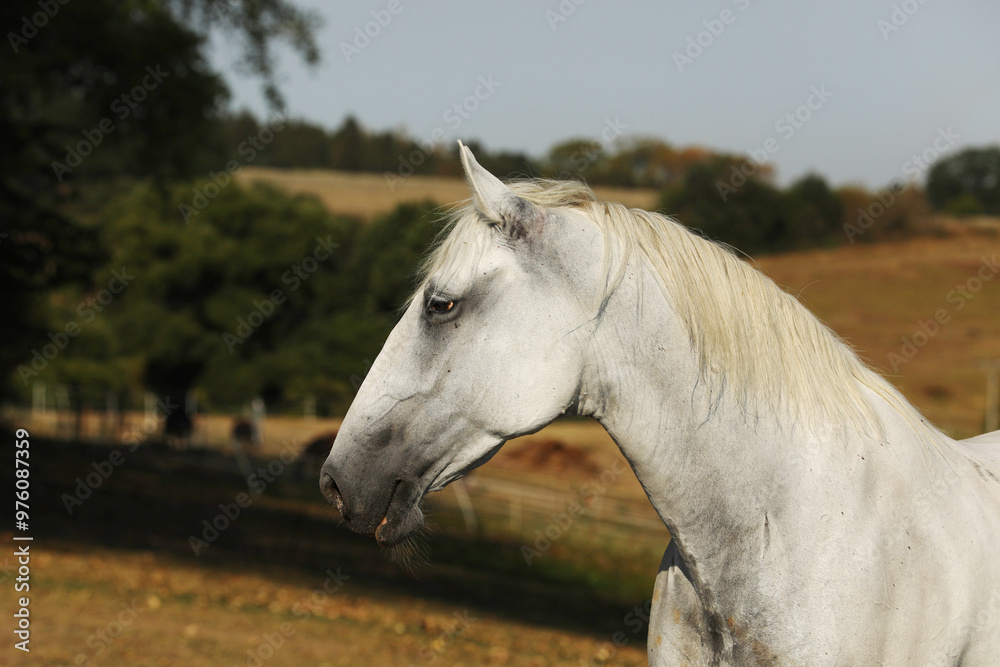 Lippezzaner mare. Portrait of purebred white mare on farm pasture. Summer hot day