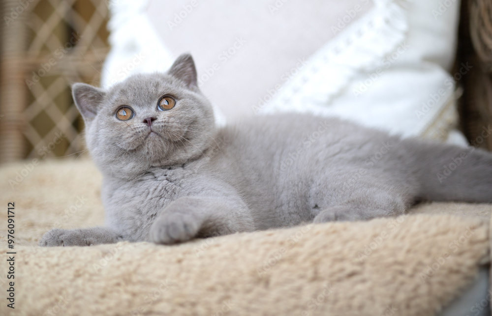 Obraz premium Edle Luxus Katze , imposant Britisch Kurzhaar und Langhaar