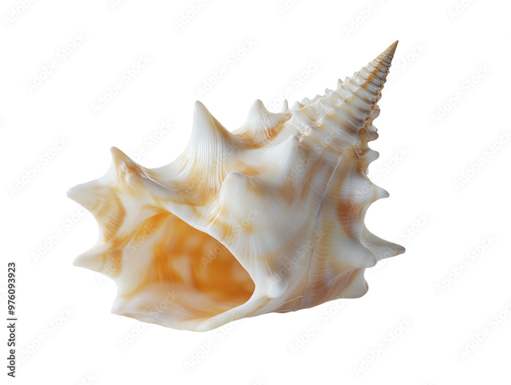 Open white seashell isolated on a white background, showing detailed texture. PNG transparent. Open white seashell isolated on a white background, showing detailed texture. PNG transparent.