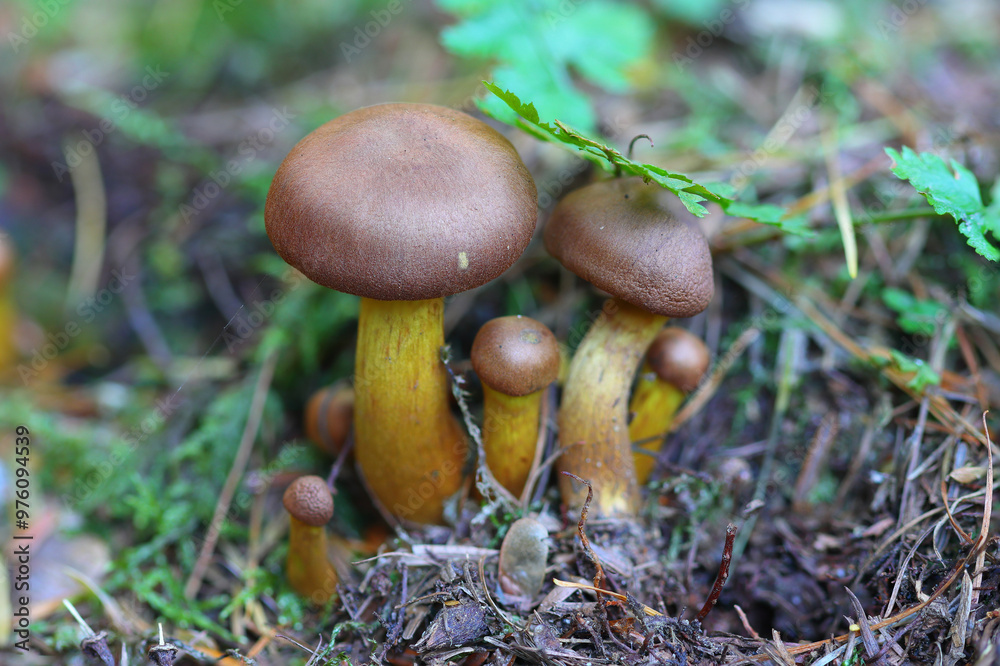 Mall group of Deadly Webcap mushrooms, Hamsterley forest, County Durham, England, UK. Mall group of Deadly Webcap mushrooms, Hamsterley forest, County Durham, England, UK.