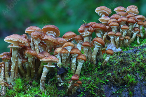 Bulbous Honey Fungus growing out of a dead tree trunk, Hamsterley Forest, England, UK.