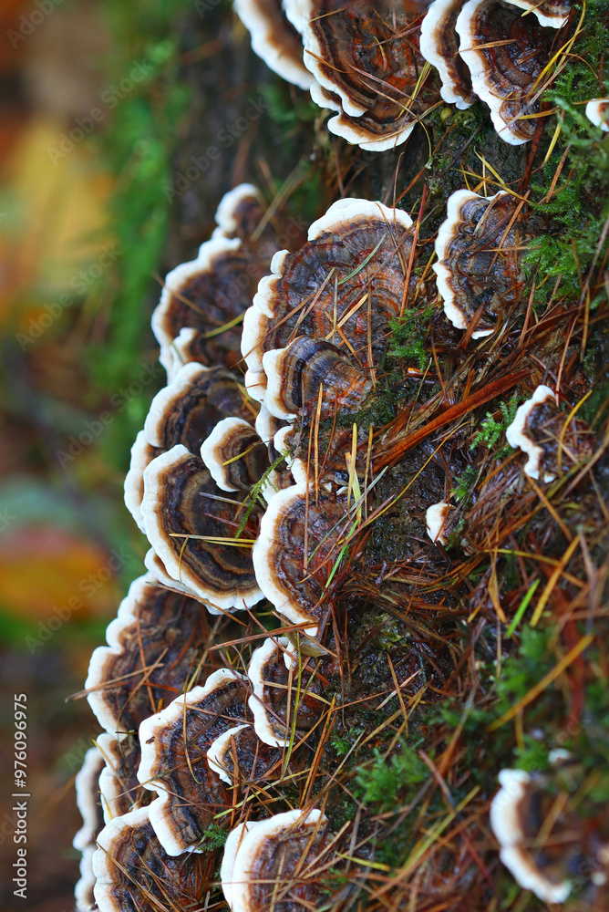 Turkey Tail mushrooms growing on a dead tree trunk, Hamsterley forest, Counry Durham, England, UK. Turkey Tail mushrooms growing on a dead tree trunk, Hamsterley forest, Counry Durham, England, UK.