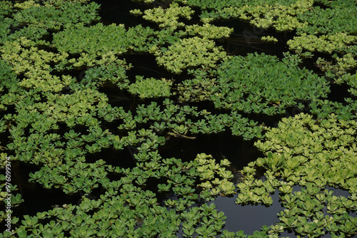 Dense green algae covering a calm river surface. Nature and environment concept